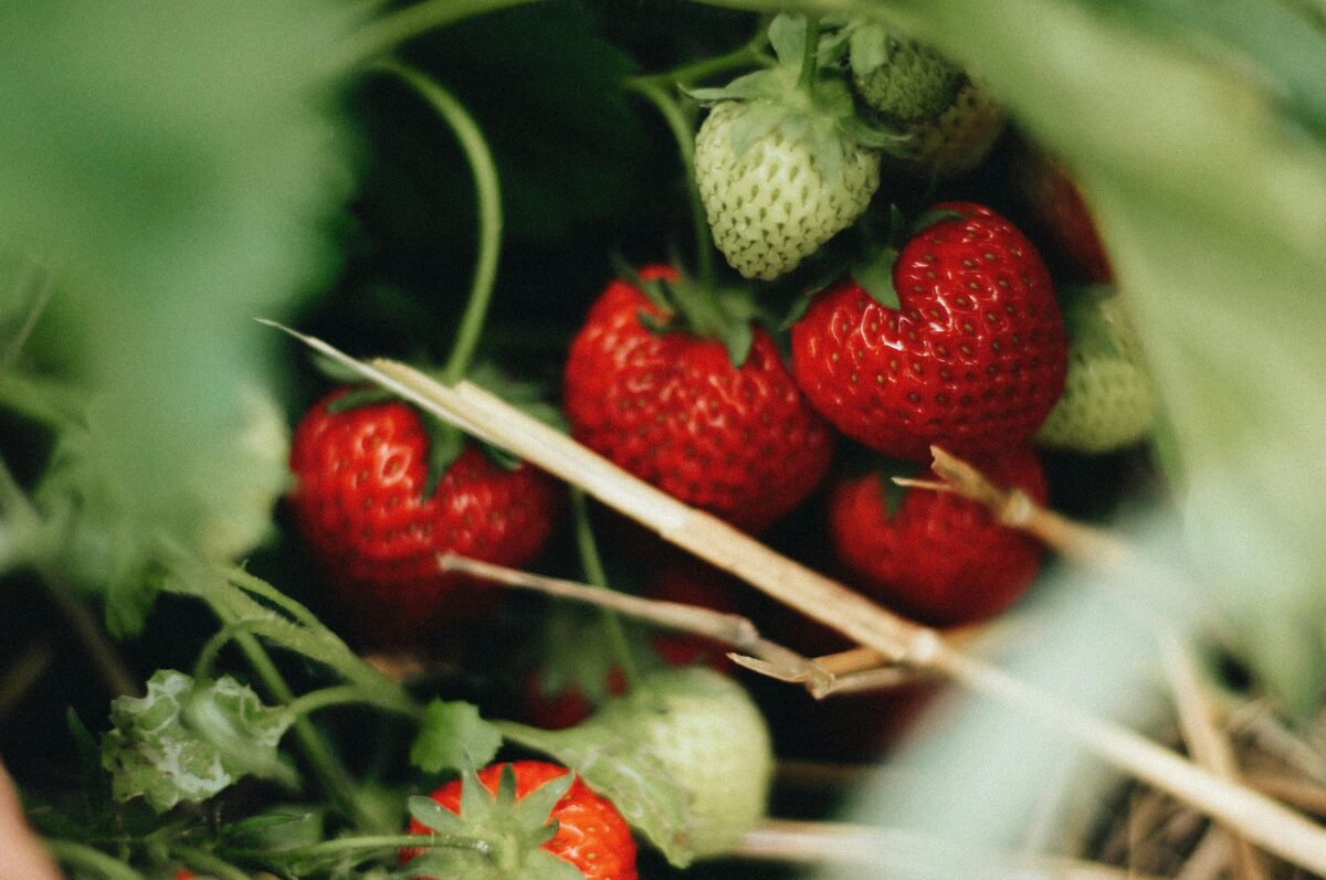 Erdbeeren pflücken in Hamburg, Nahaufnahme von Erdbeeren