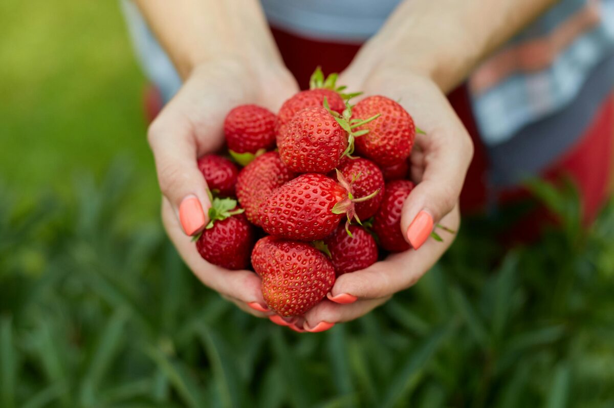 Erdbeeren pflücken in Hamburg, Frauenhände halten Erdbeeren
