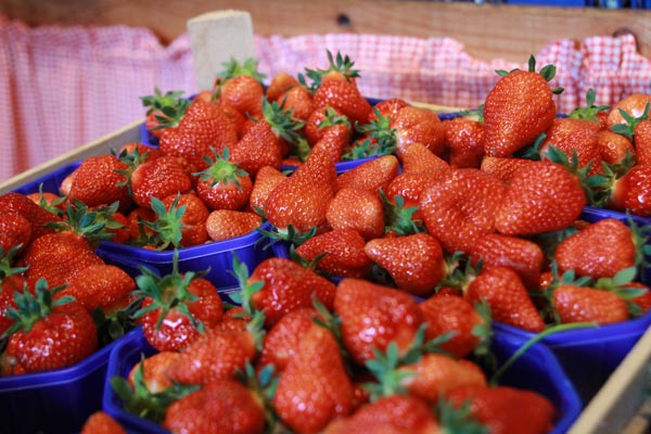 Erdbeeren pflücken in Hamburg, Schalen mit Erdbeeren