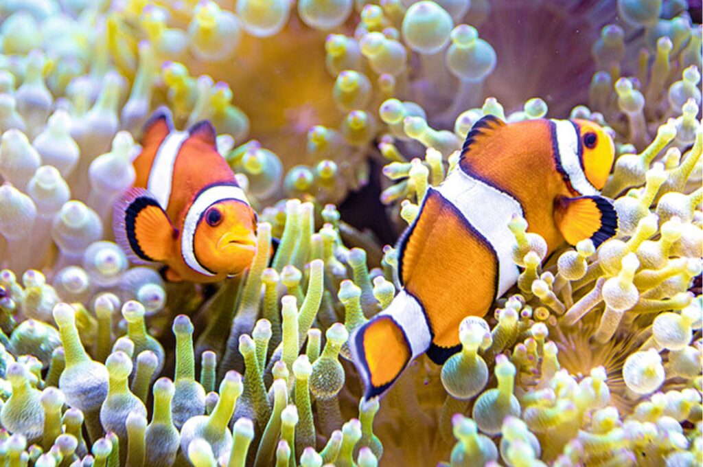 HaspaJoker Tierpark, Fische im Aquarium