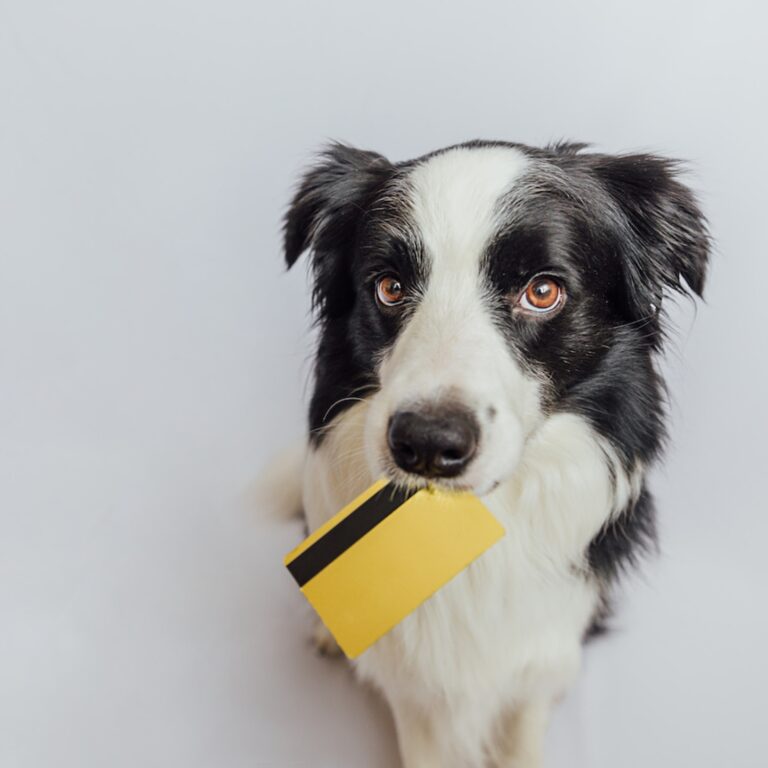 Hund mit Kreditkarte