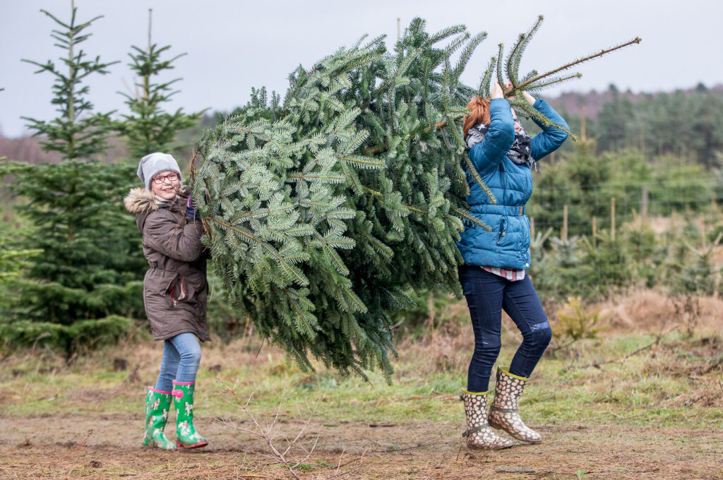 HaspaJoker Tannenbaumschlagen: Eine Frau und ein Mädchen tragen einen Tannenbaum