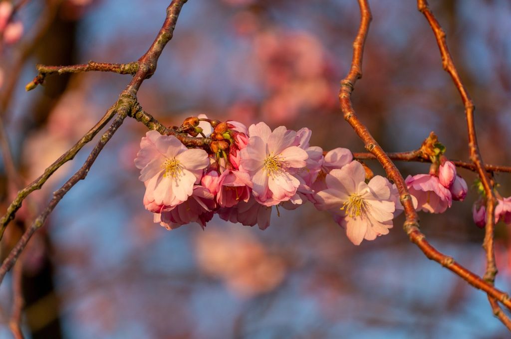 Kirschblüten