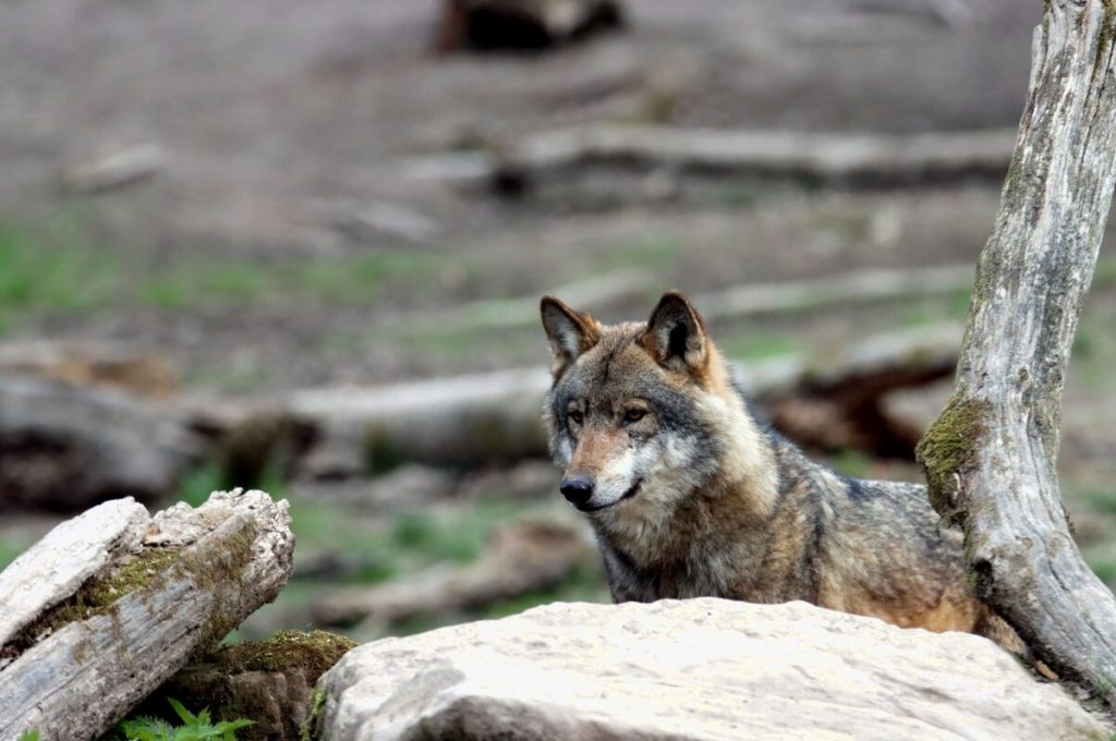 HaspaJoker Wildpark Lüneburger Heide, Wolf
