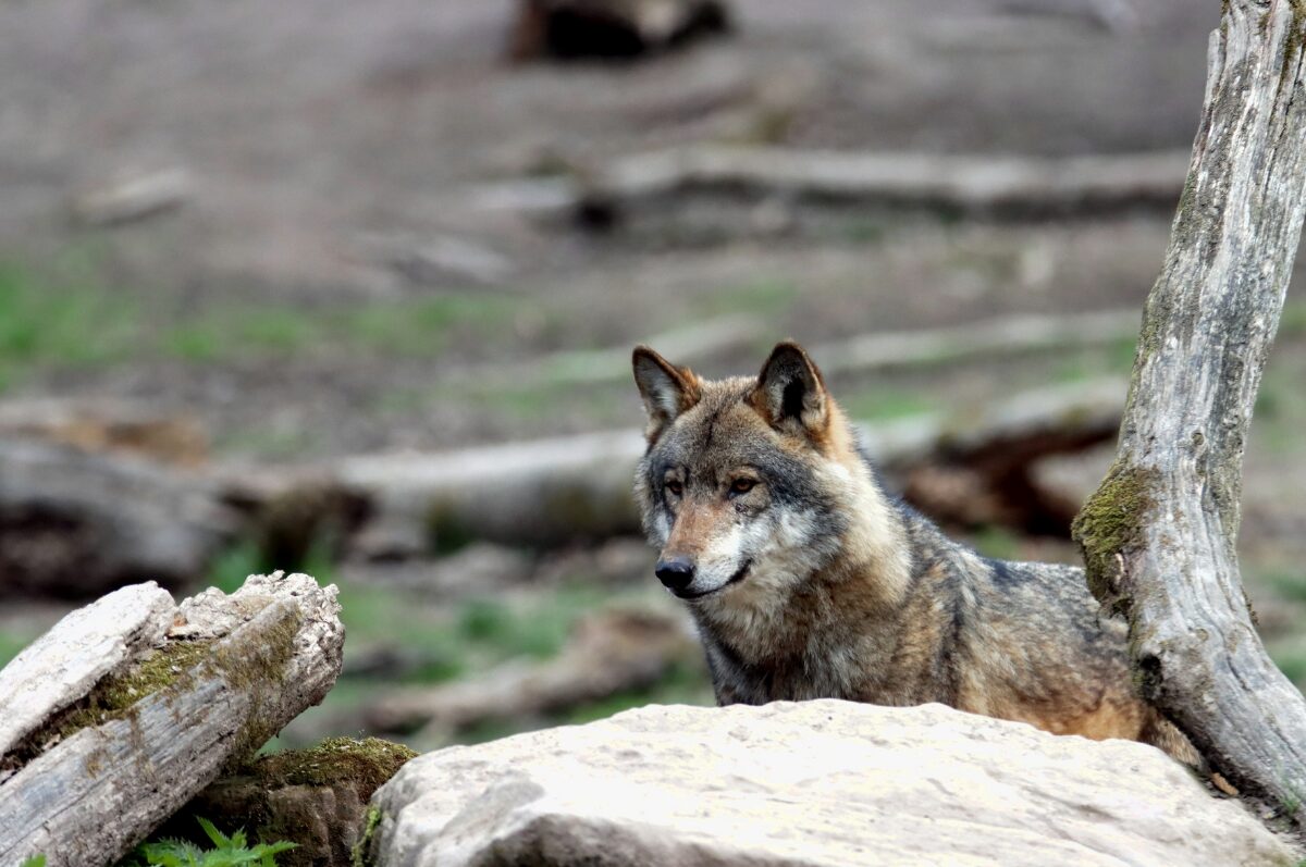 HaspaJoker Wildpark L&uuml;neburger Heide, Wolf